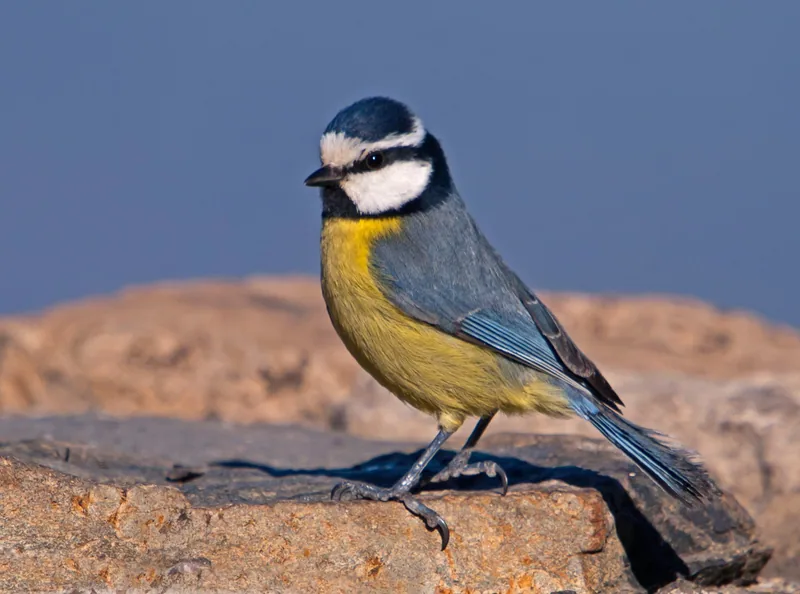 Kanarisk blåmes med svart hätta sittande på en sten på Gran Canaria