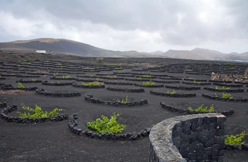 Vinstockar i skålformade gropar med halvmånar av lavasten i La Geria på Lanzarote